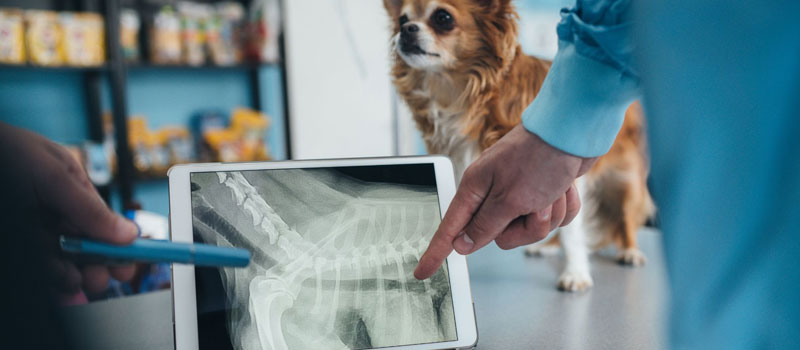 Portable Pet X-Ray Service at Home in Matunga